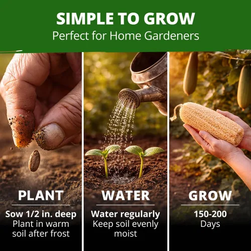 Miniatura 3 de HOME GROWN Luffa Seeds - 40 semillas de calabaza de lufa sin OMG para plantar, alta germinación, cultiva tus propias esponjas de baño naturales