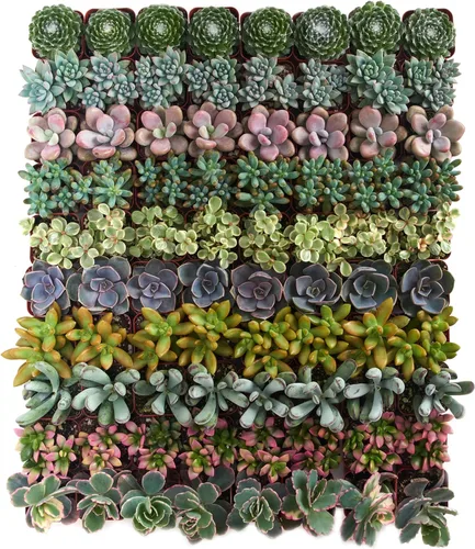 Shop Succulents Colección surtida de plantas suculentas, miniplantas suculentas vivas, bajo mantenimiento, mezcla de colores y texturas, recuerdos