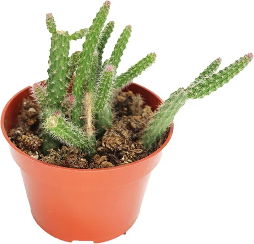 Miniatura 7 de Cactus Zig Zag - 4" de California Tropicals