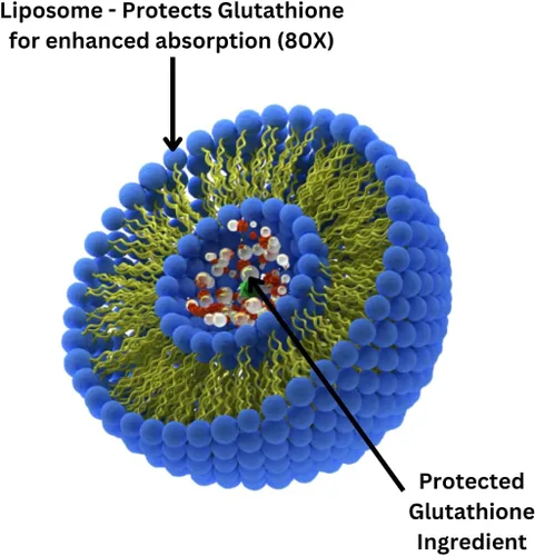 Miniatura 6 de Research Labs Suplemento de glutatión liposomal con Gluta-IV™, absorción mejorada 100x sobre glutatión en polvo. 2 Fer 1 anuncio, 120 cápsulas