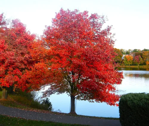 Miniatura 3 de TomorrowSeeds - Semillas de árbol de arce rojo - Más de 50 unidades - para plantar 2026 Acer Rubrum Illinois Roble Escarlata Azúcar canadiense