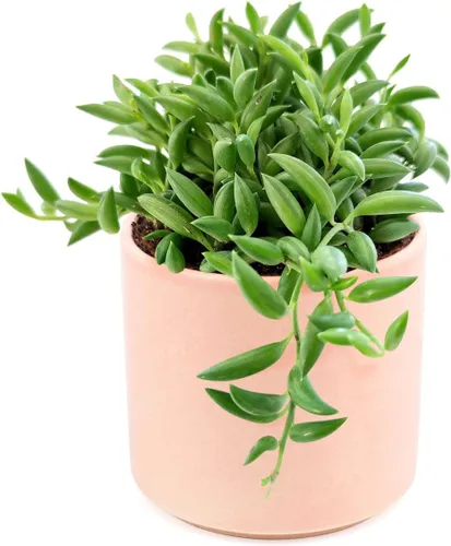 Miniatura 2 de Senecio - Cadena de plátanos suculenta a la venta (4 pulgadas + maceta moderna blanca) - Guía de cuidado