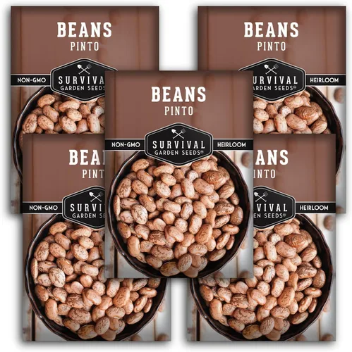 Miniatura 12 de Semillas de frijol Pinto para plantar, frijoles secos de reliquia, variedad de arbustos de alto rendimiento, cultivo alimenticio rico en proteínas