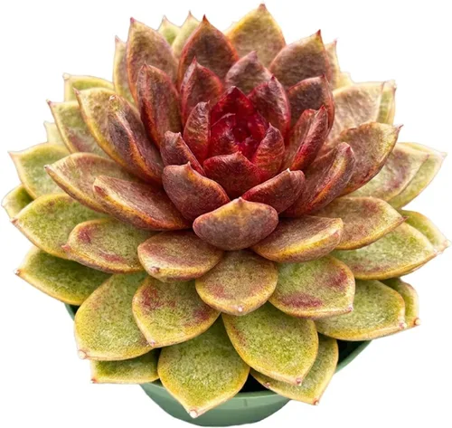Miniatura 26 de Suculentas vivas "Baby Toes" (4 pulgadas), plantas suculentas totalmente enraizadas en macetas con tierra, planta de casa de fácil cuidado
