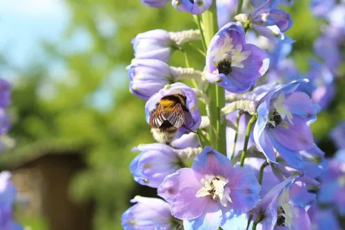 Miniatura 5 de Delphinium Giant Imperial Larkspur 300 Seeds (Delphinium consolida) reliquia - Polinizado abierto