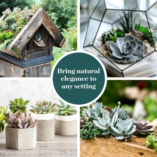 Miniatura 3 de Shop Succulents Echeveria y Rosette, paquete de suculentas vivas variadas - Plantas en maceta de 2 pulgadas totalmente enraizadas para regalos
