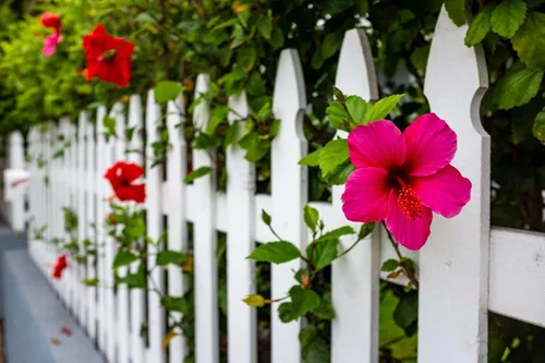 Miniatura 6 de Hibisco Rosa. rosa-sinensis. Planta Viva - Hibisco Tropical Floreciente, Flores Bonitas, Usado en Té y Jugo (2 Plantas de Hibisco Rosa)