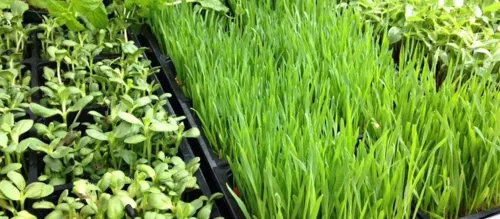 Miniatura 3 de Semillas enteras de cebada para hierba de cebada, microverde, semillas de germinación de jugo, bolsa resellable de 1 libra utilizada para malta