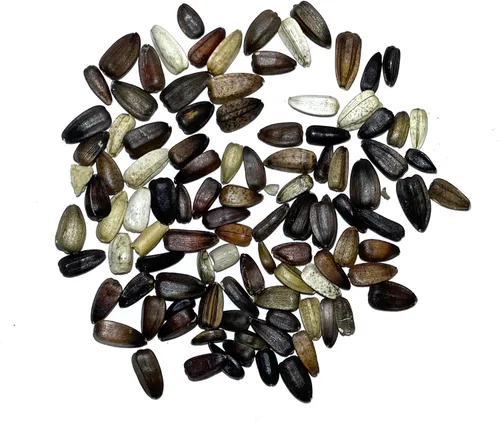 Miniatura 4 de Seed Needs Velvet Queen - Semillas de girasol para plantar flores rojas y naranjas, semillas de flores de polinización abierta para plantar un