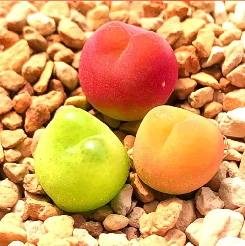 Paquete de 3 plantas suculentas exóticas de Conophytum Maughanii Live Rare Conophytum Maughanii, bonita planta suculenta de jalea