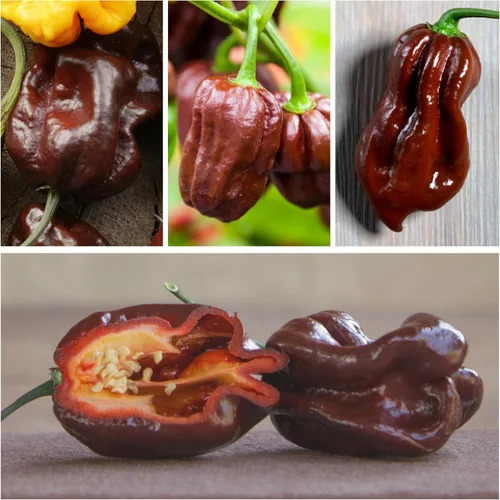 Miniatura 2 de Seed Needs, Colección de paquetes de semillas de pimienta Habanero (5 variedades individuales de semillas para plantar) reliquia, sin OMG y sin