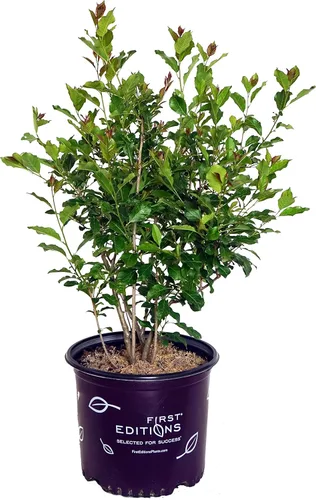 Miniatura 10 de Ganadores probados - Ilex x meserveae Castle Spire (Acebo) Evergreen, 3 - Contenedor