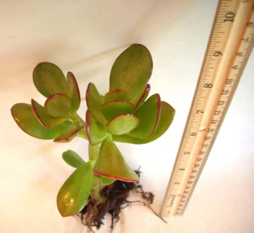 Miniatura 2 de Planta de jade comúnmente conocida como planta de la suerte o planta del dinero (planta viva desnuda)