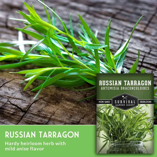 Miniatura 3 de Semillas de estragón ruso para plantar, hierba culinaria de reliquia, semillas perennes de polinización abierta sin OMG para cultivar, semillas
