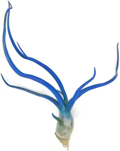 Miniatura 5 de Planta de aire Bulbosa, planta de aire vivo de Guatemala Tillandsia, llegada saludable garantizada, gran planta de interior, decoración del hogar