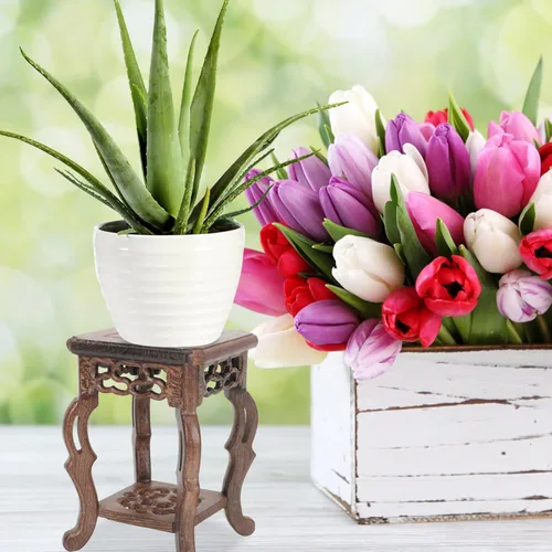 Miniatura 9 de Soporte de madera para plantas, soporte de exhibición para macetas, base para suculentas, mini taburete para interior y exterior, patio, balcón