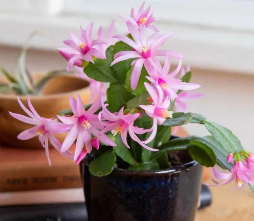 Planta viva de cactus rosa de primavera de 4 pulgadas, Rhipsalidopsis. Recién plantado, cactus navideño. Hermoso color.