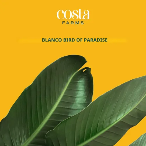 Miniatura 3 de Costa Farms White Bird of Paradise - Planta viva en maceta decorativa, planta de interior grande, perfecta para decoración del hogar, habitación u