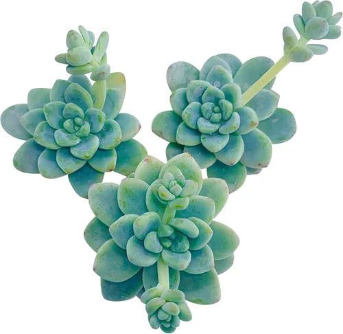 Miniatura 4 de Tallos de suculentas vivas (3 Sedum Clavatum), plantas suculentas vivas, planta suculenta sin raíces, plantas de interior vivas para decoración