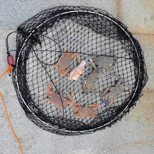 Miniatura 5 de Drasry Trampa de anillo para cangrejos, kit de dos anillos con arnés y clip para cebo, red de pesca de cangrejos para kayak, muelle y plataforma