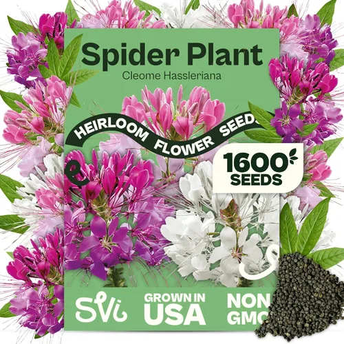 Miniatura 24 de Queen Anne 's Lace- 200 semillas – 50% de descuento venta