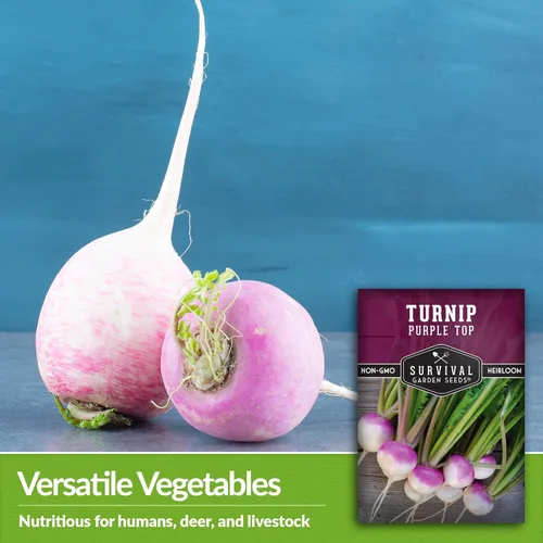 Miniatura 4 de Semillas de nabo para plantar Purple Top Heirloom Variedad sin OMG Vegetal de raíz para jardines domésticos de otoño y primavera – Semillas