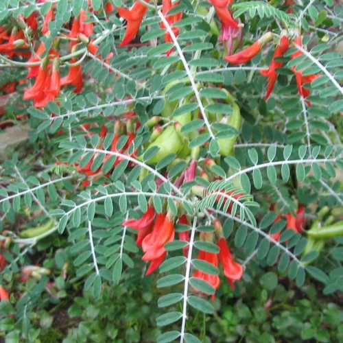 Arbusto de cáncer (Sutherlandia frutescens) - Crece ahora o almacene para futuras plantaciones - Cápsula de 10 semillas