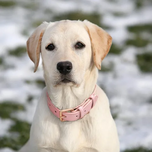 Miniatura 2 de WHIPPY Collar de cuero para perro pequeño, mediano y grande, ajustable, suave, transpirable, acolchado de cuero con hebilla de aleación, resistente