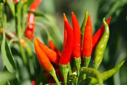 Miniatura 4 de Semillas de pimiento exótico para plantar - (pimienta de 5 colores)