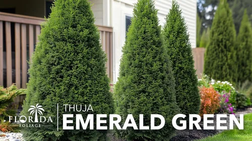 Miniatura 2 de Arborvitae verde esmeralda Árboles vivos del tamaño de 2 galones Thuja Occidentalis Smaragd Plantas de seto de detección de privacidad de hoja