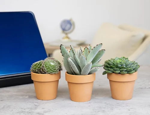 Miniatura 2 de Plantas suculentas viven en macetas de arcilla (paquete de 3), plantas suculentas vivas en macetas suculentas, suculentas vivas, regalos únicos