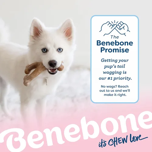 Miniatura 6 de Benebone Juguete para masticar de hueso en forma de espoleta para perros cachorros, sabor a tocino real, fabricado en Estados Unidos, mediano