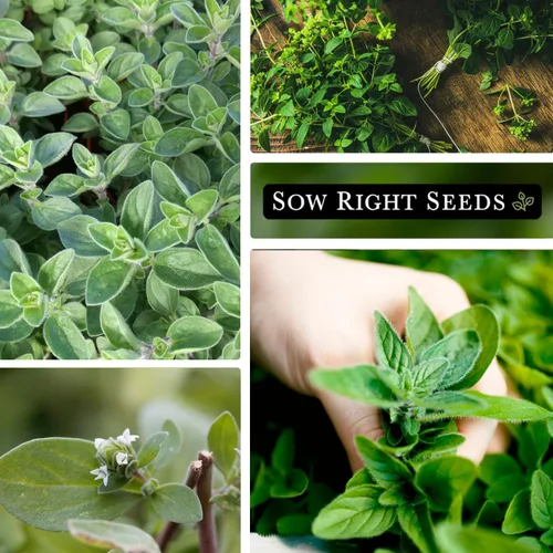 Miniatura 4 de Sow Right Seeds - Semillas de mejorana para plantina - Paquete de reliquia sin OMG con instrucciones para cultivar un hermoso jardín de hierbas