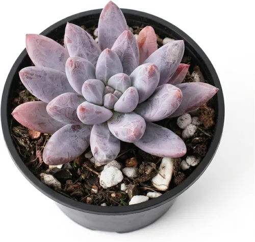 Miniatura 2 de Plantas suculentas vivas de 2 pulgadas, cactus con cono de pino, mini suculentas en maceta, planta de interior de fácil cuidado, regalos únicos