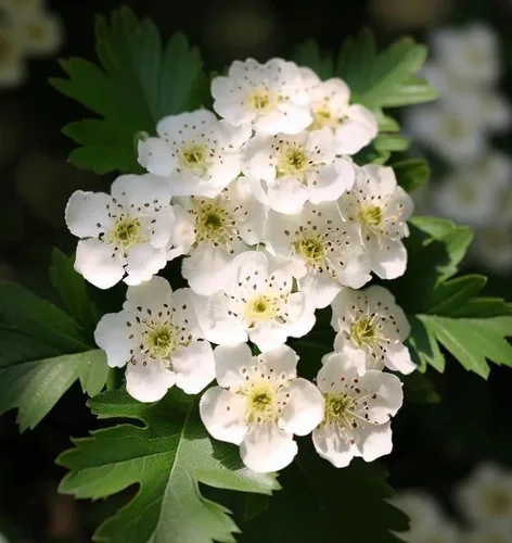 Crataegus vulsa (Alabama Hawthorn) Semillas de arbustos, hermosas flores blancas, impresionante exhibición de otoño, semillas de MySeeds.Co, elige