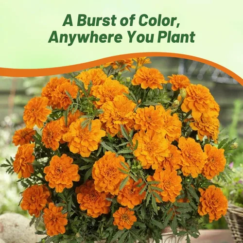Miniatura 6 de Outsidepride 500 semillas anuales Tagetes Patula Caléndula Francesa Tangerine Garden Flower Seeds para plantar Mandarina Francesa