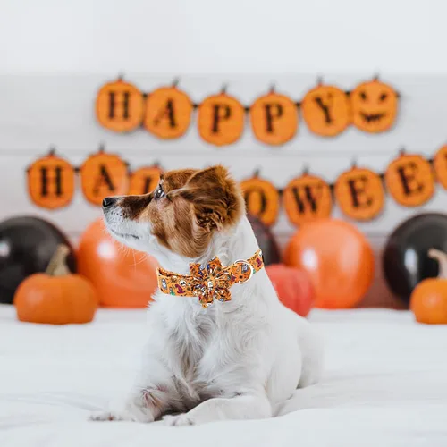 Miniatura 6 de Elegant Little Tail - Collar de Halloween para mascotas, naranja con calabaza y flores, suave y duradero para perros pequeños Halloween B
