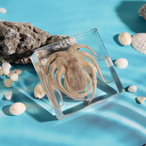 Miniatura 6 de Pulpo de taxidermia, especímenes de pulpo real, espécimen de animales en resina para educación científica en el aula, gran regalo para fanáticos