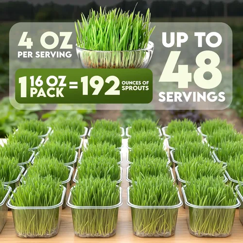 Miniatura 3 de Nature Jims Sprouts Semillas de pasto de trigo – Semillas orgánicas sin GMO para plantar, kit de plantador de hierba gatera y germinación – Bolsa