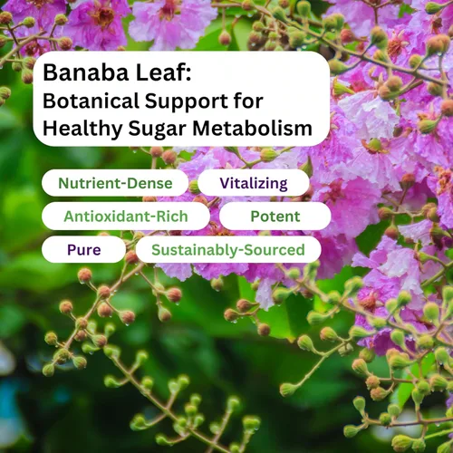 Miniatura 5 de Paradise Herbs Cápsulas vegetarianas de hoja de banaba, 60