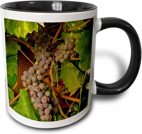 3dRose Danita Delimont – Vineyards – Estados Unidos, Oregón, Keizer, Pinot Gris Vineyard – US38 RBR0729 – Rick A Brown – Tazas, Negro/Blanco