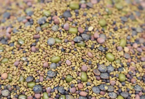 Miniatura 3 de Semillas iniciales de brotes de frijol estilo ensalada de 1 libra, 46 porciones por bolsa, orgánicas sin OMG, mezcla de germinación, incluye Mezcla