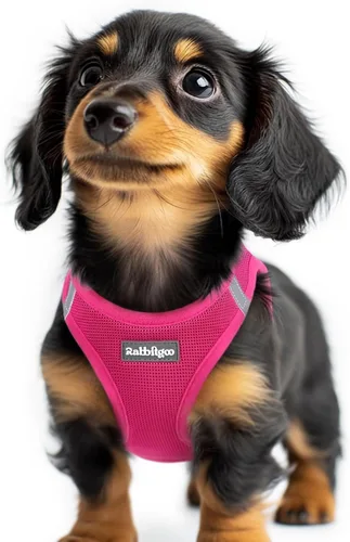 Miniatura 101 de rabbitgoo Arnés para perro pequeño, chaleco de malla suave para cachorros con hebilla de seguridad, arnés reflectante transpirable para mascotas