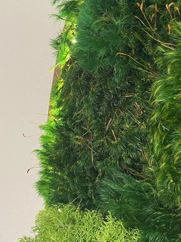 Miniatura 3 de Luxury Round Framed with Light Green Moss Art Luxury Vertical Garden Wall Designed Home Decor Office Commercial