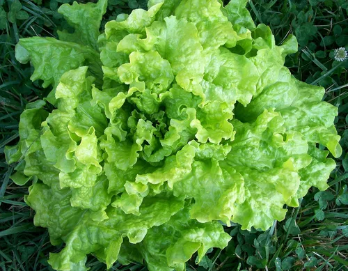 7000 Semillas de lechuga Simpson de semillas negras para plantar más de 0.49 oz de semillas sin OMG Heirloom Garden Vegetable Survival Baby Greens