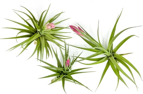 Miniatura 23 de ragnaroc Air Plants - Tillandsia Caput Medusae Floreciente, Grande 5-7" - 1ct - Llegada Viva Garantizada - Plantas de Casa para Decoración del Hogar