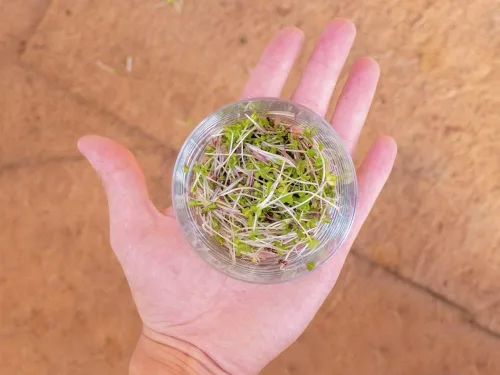 Miniatura 5 de Envelor Tapete de cultivo de fibra de coco para microverdes de 10 x 20 pulgadas, forro de semillas de coco para bandejas de cultivo, cestas