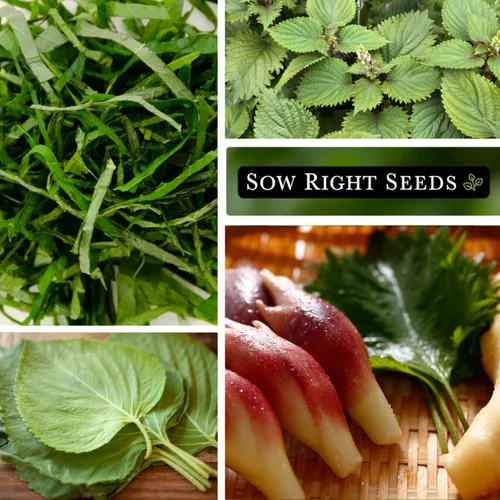 Miniatura 4 de Sow Right Seeds - Semillas de Shiso verde para plantar - Semillas de perilla Shiso japonés - Hoja de perilla de reliquia sin OMG - Ideal