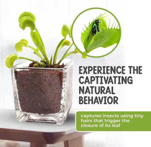 Miniatura 5 de Planta Viva Venus Atrapamoscas con Maceta de Cubo de Cristal Elegante de 2.5" - Planta Carnívora Come Insectos - Suelo para Plantas Carnívoras