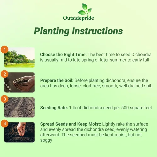 Miniatura 4 de Outsidepride Semillas de Dichondra Repens Perennes - 1 libra Semillas densas verdes de cobertura del suelo de bajo mantenimiento para plantar, ideal